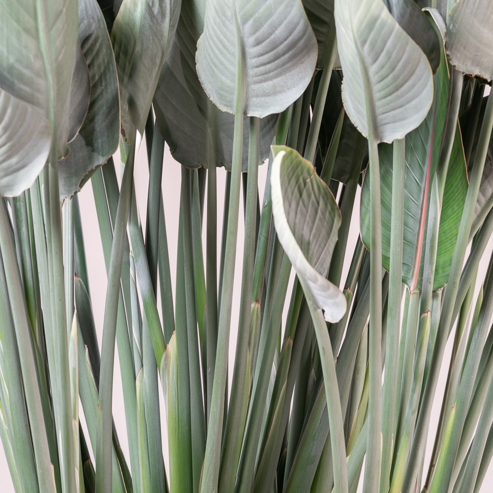 Strelitzia reginae - Image 6