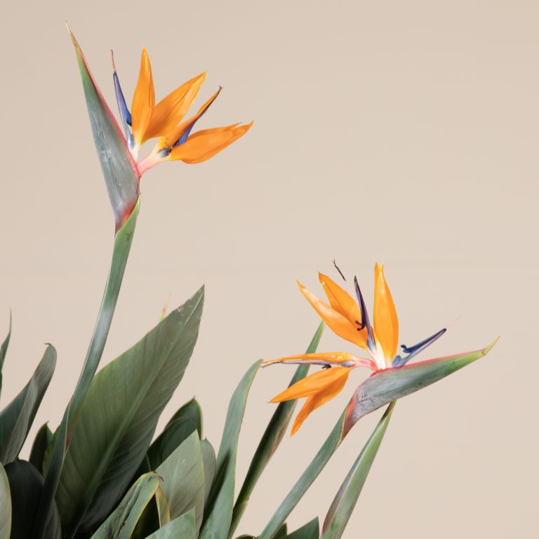 Flowering