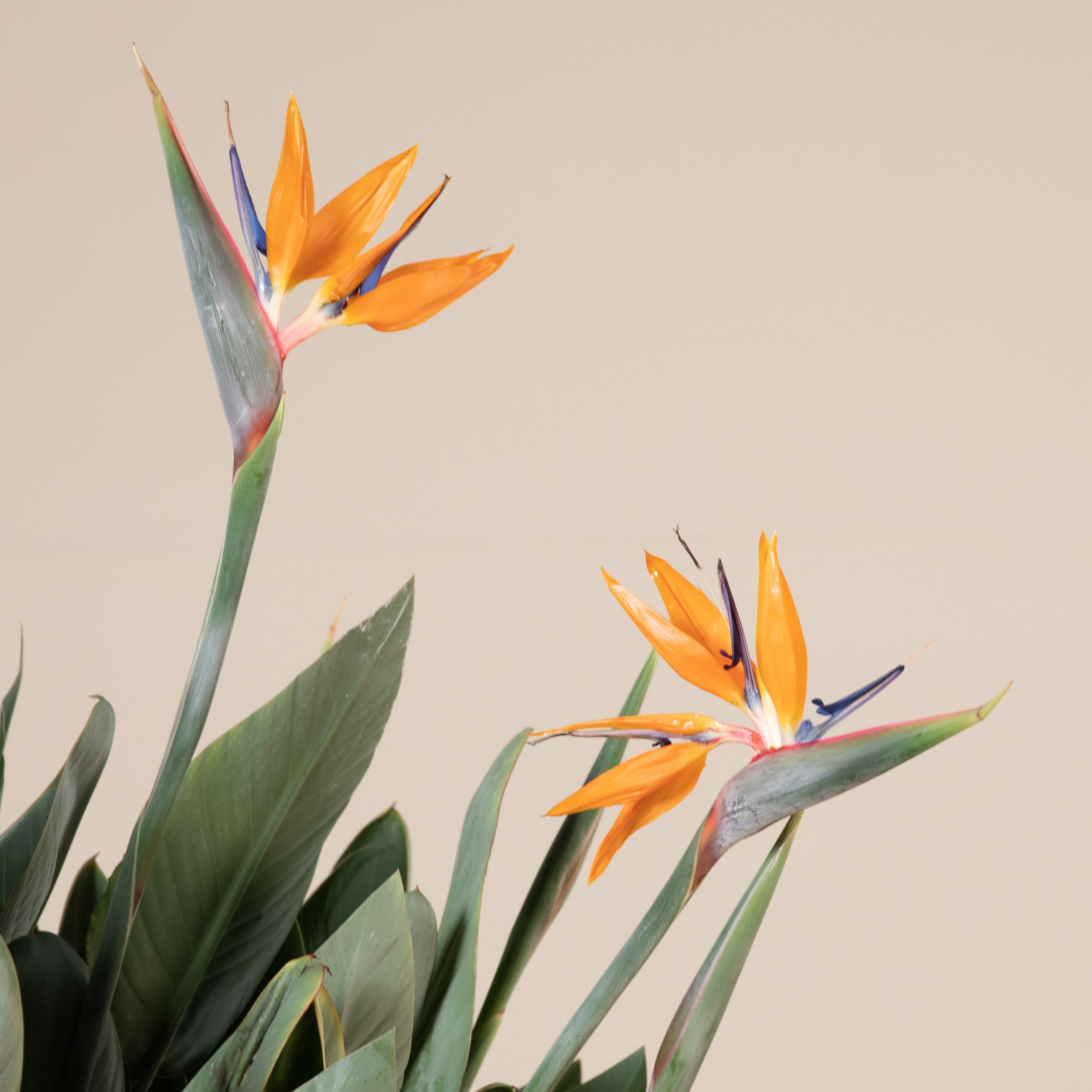 Strelitzia reginae - Image 3