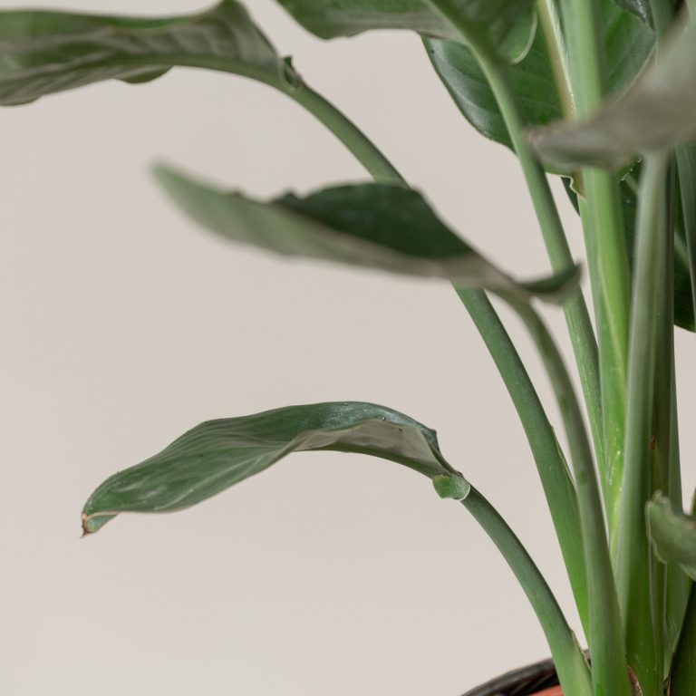 Strelitzia reginae
