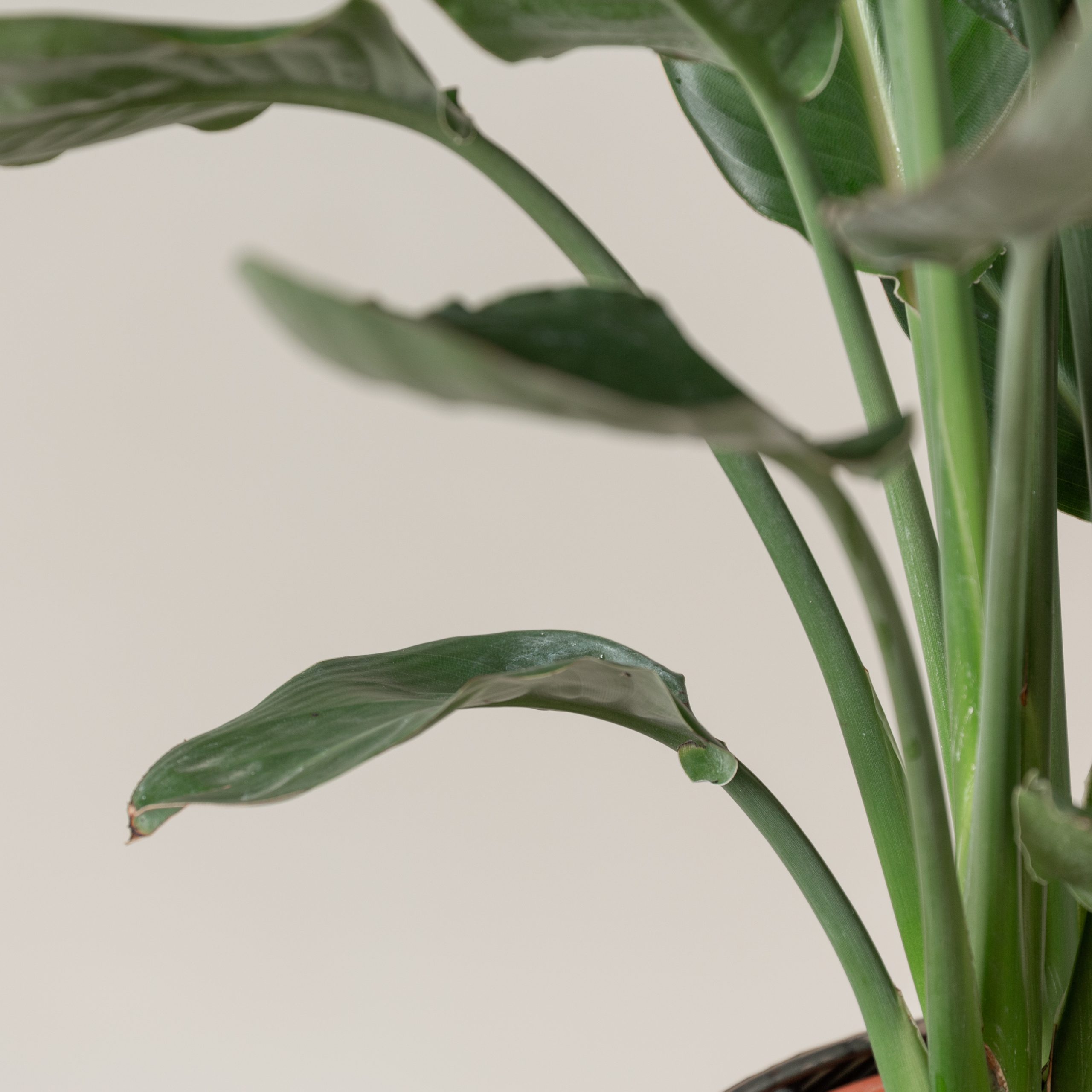 Strelitzia reginae - Image 11