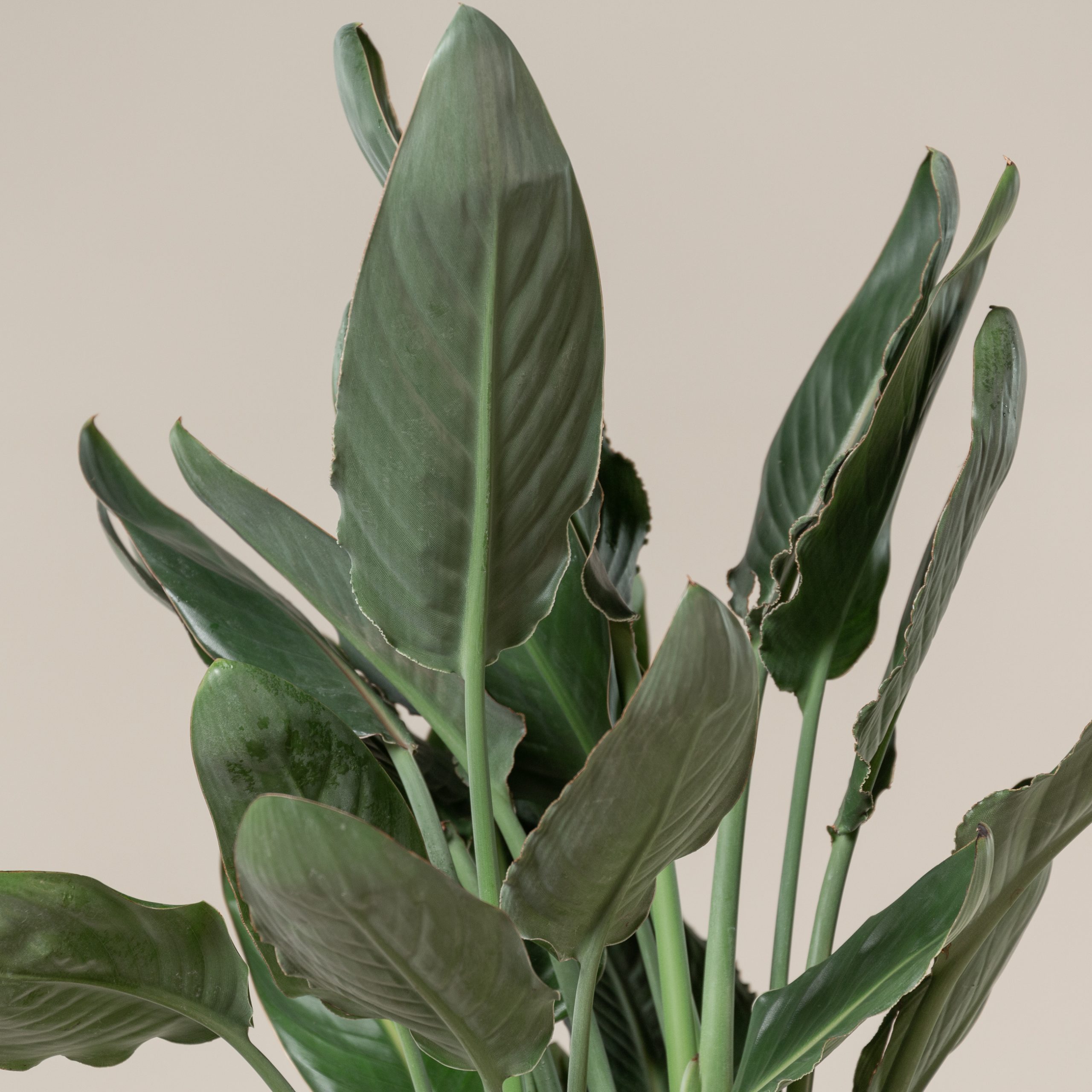 Strelitzia reginae - Image 5