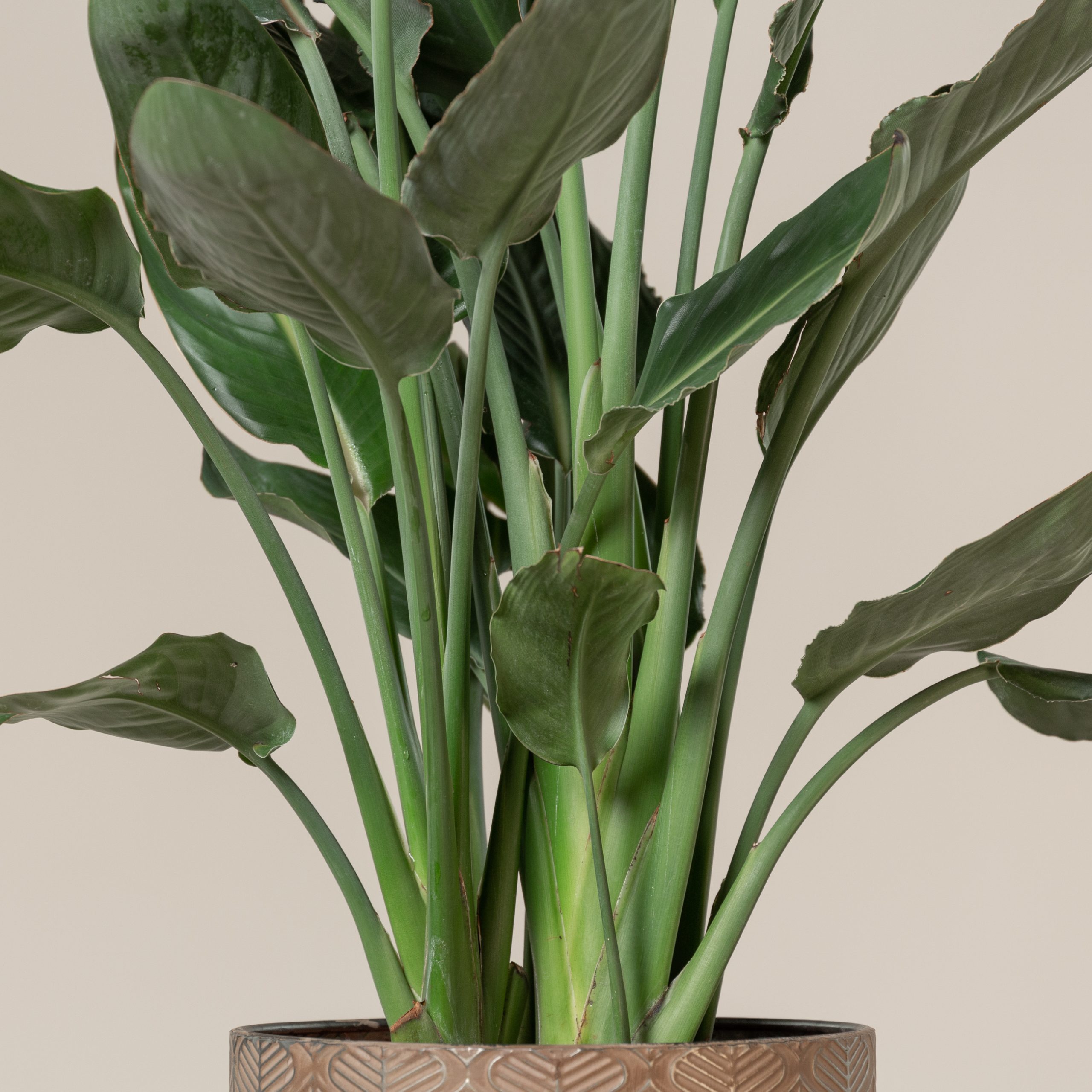 Strelitzia reginae - Image 2