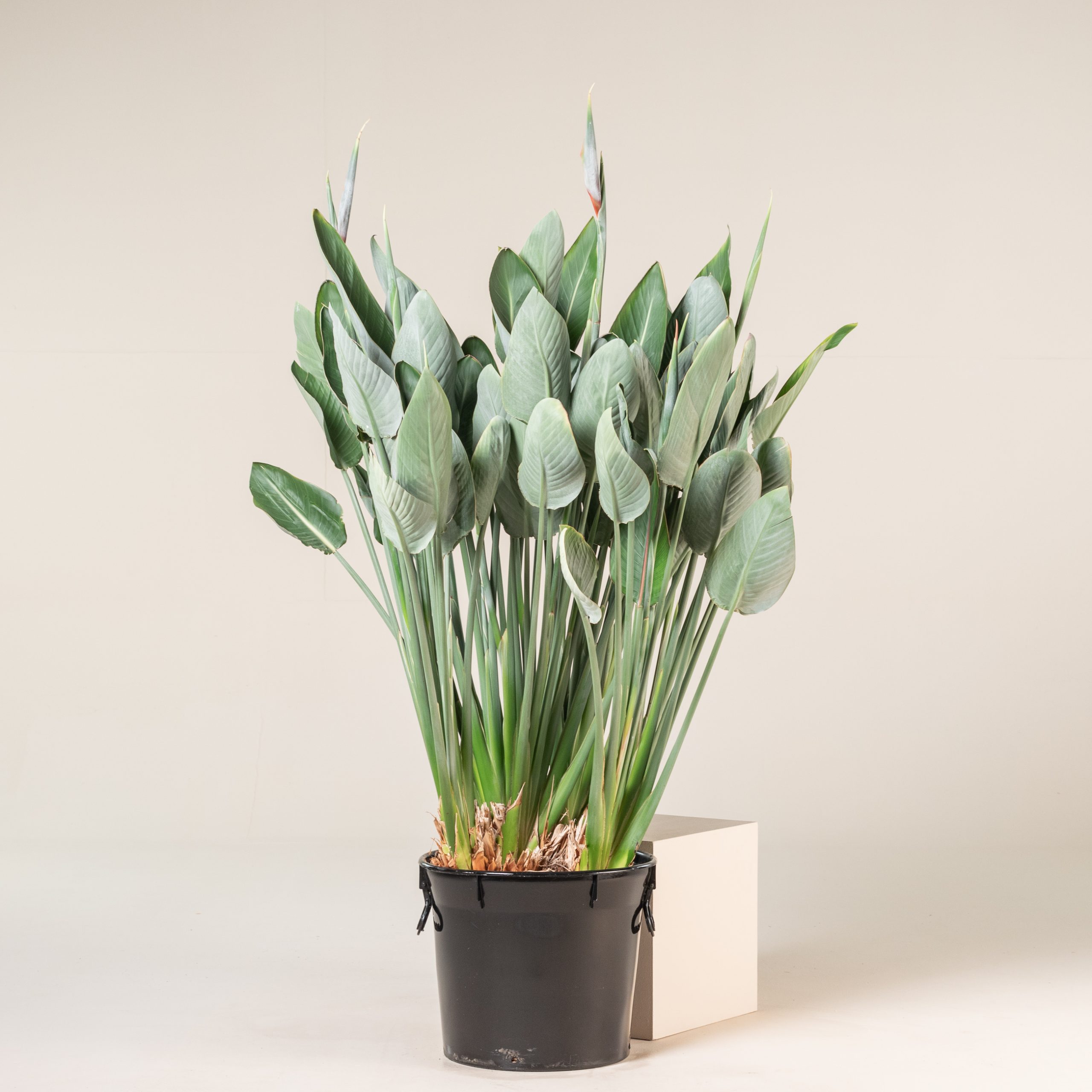 Strelitzia reginae - Image 12