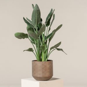 Strelitzia reginae