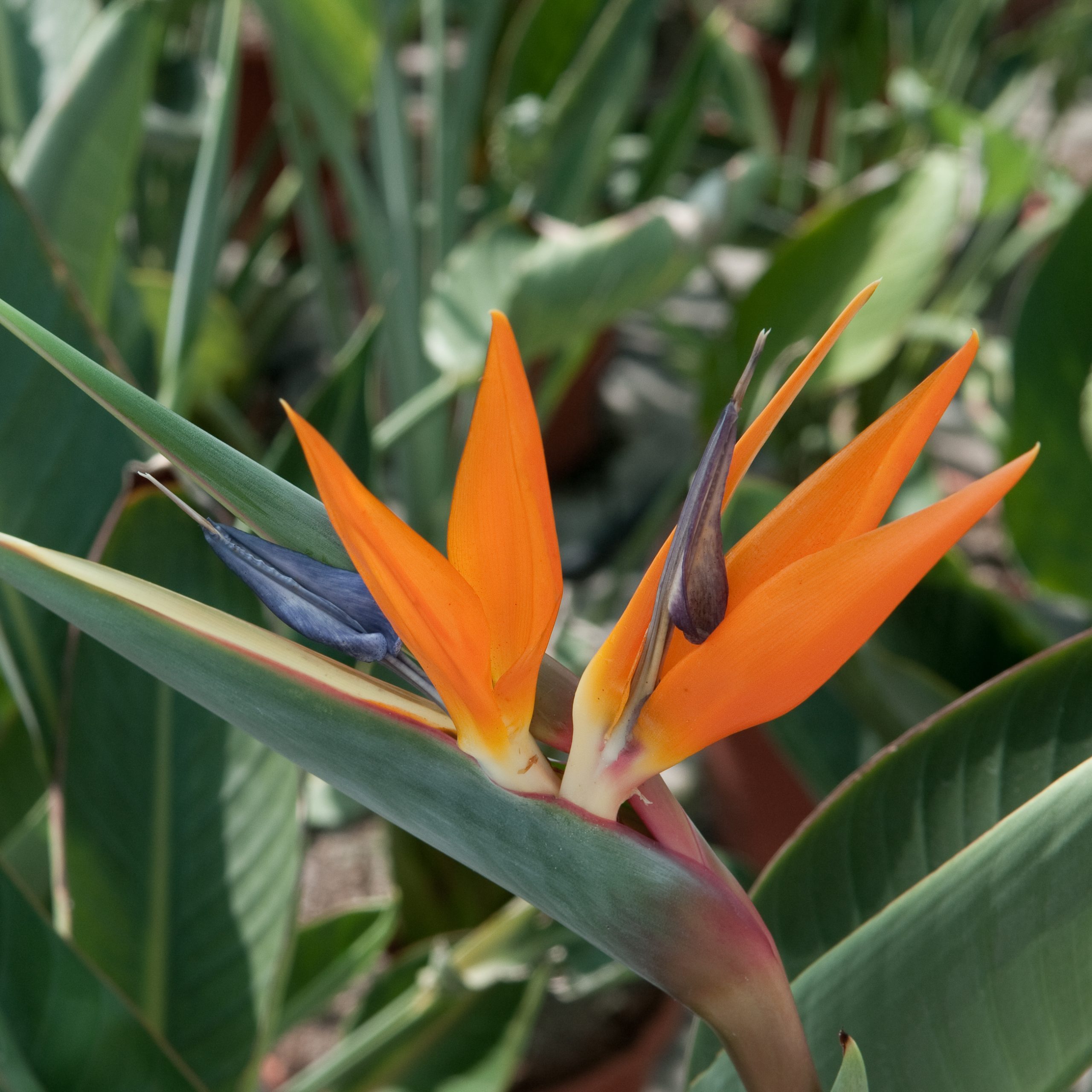 Strelitzia reginae - Image 9