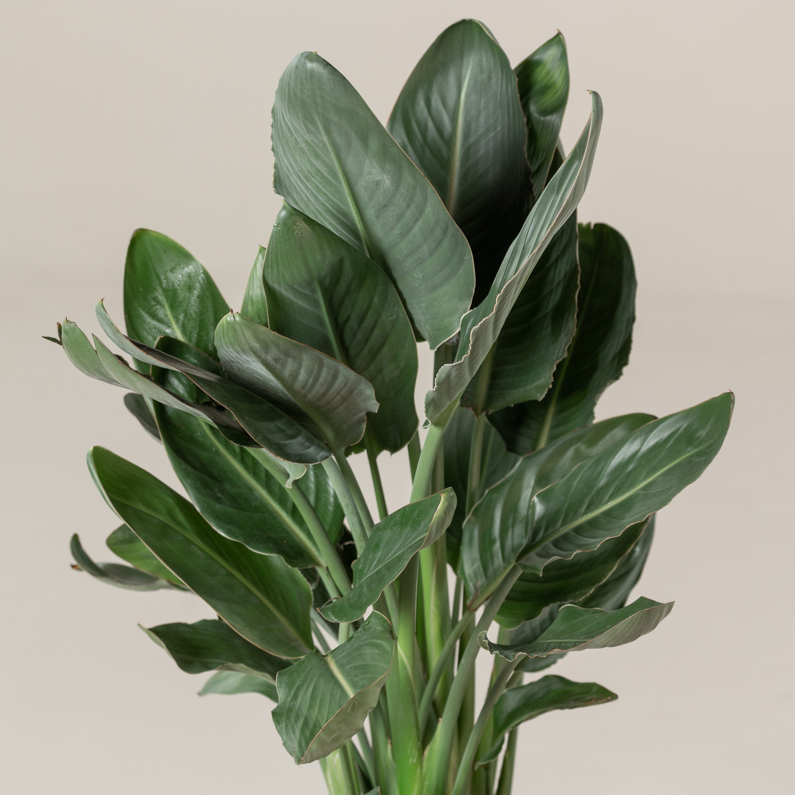 Strelitzia reginae - Image 4