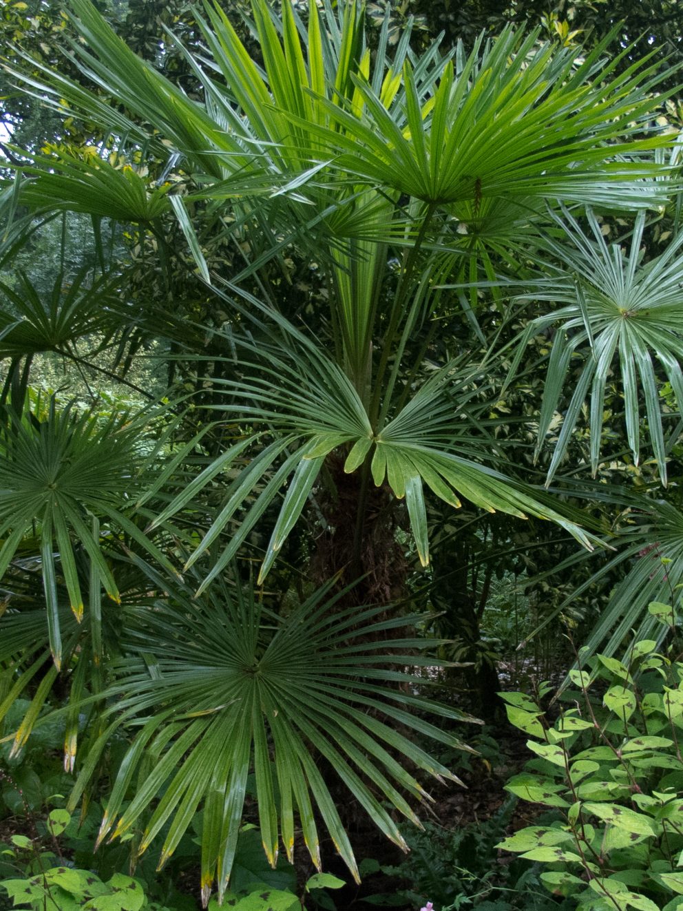 "Great service as usual and a bigger than expected palm in great condition. Thank you Palm Centre"
