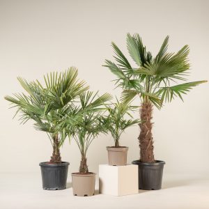 Trachycarpus fortunei