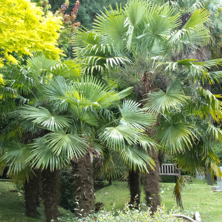 Garden palms discount