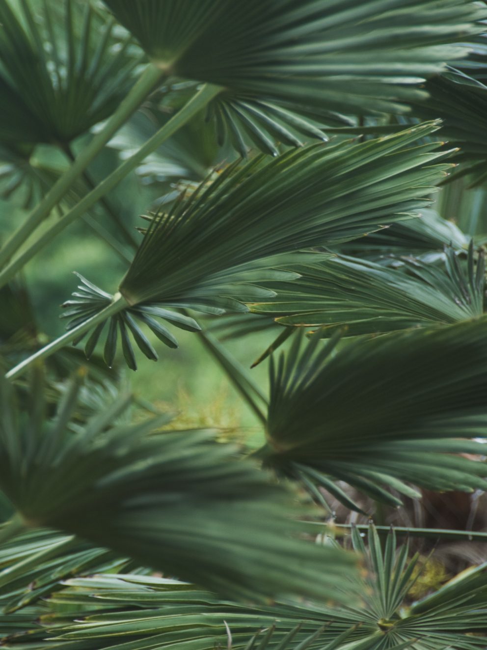 Just taken delivery of my two large Trachycarpus Wagnerianus Palms and what beauties they are! 