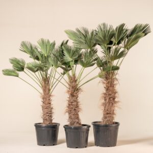Trachycarpus wagnerianus