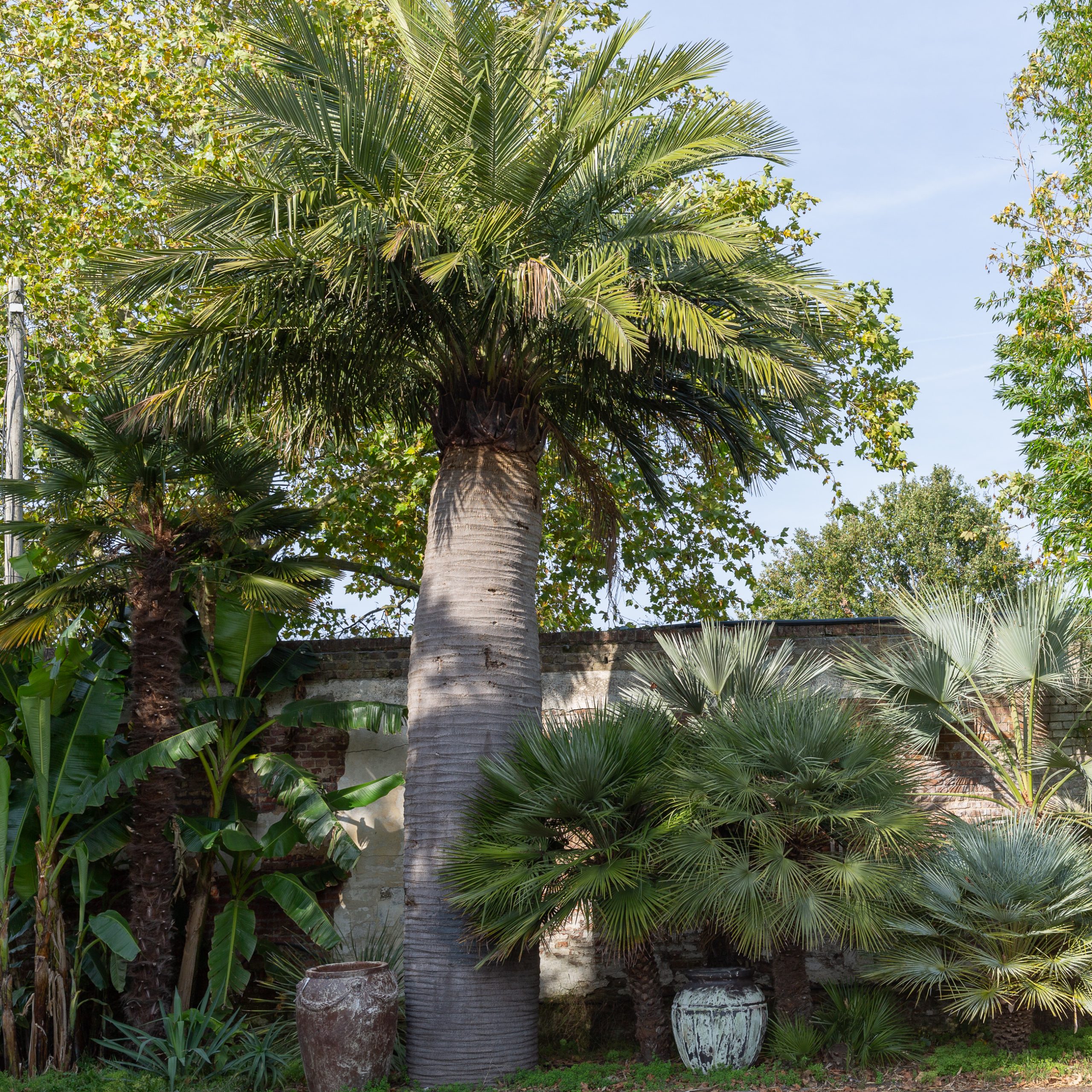 Butia odorata at The Palm Centre