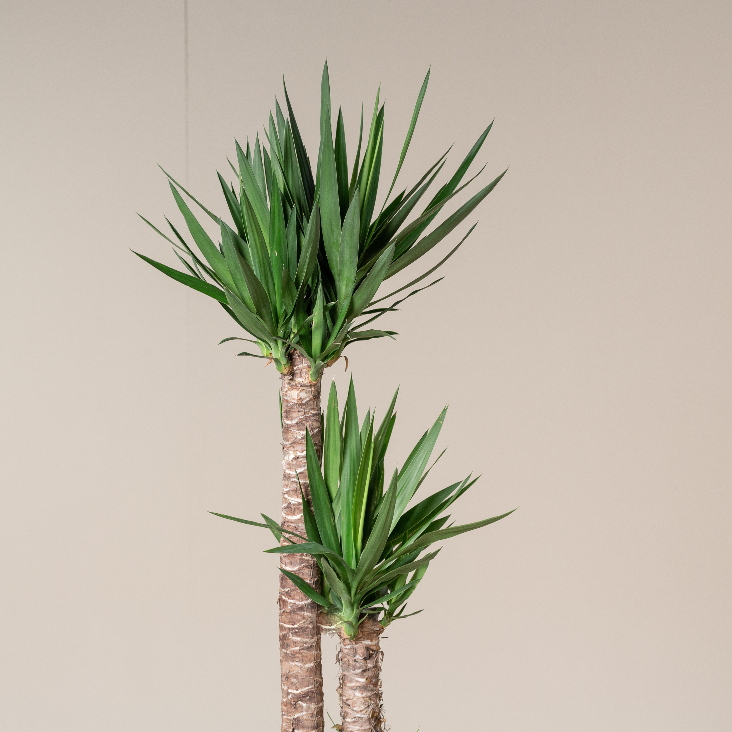 Yucca elephantipes - Image 3