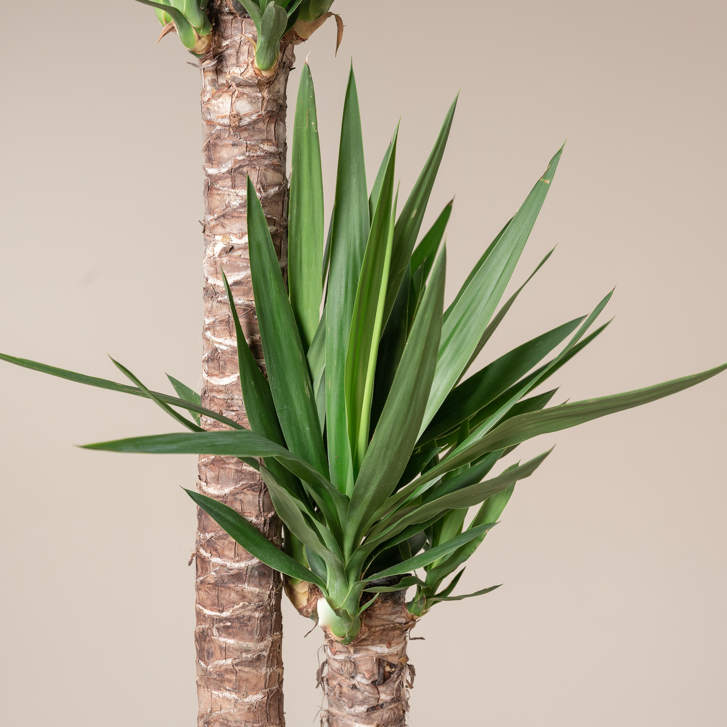 Yucca elephantipes | The Palm Centre