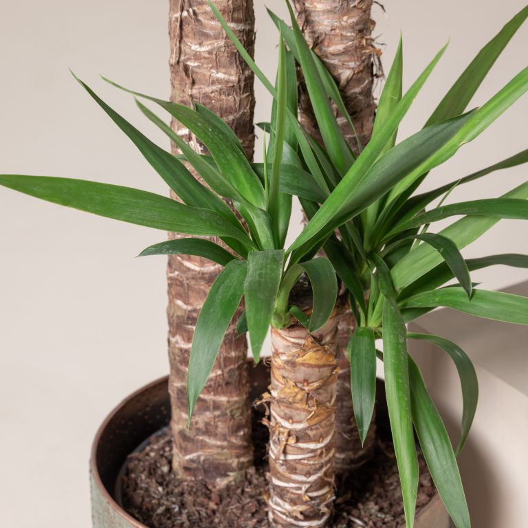 When should I do root pruning?