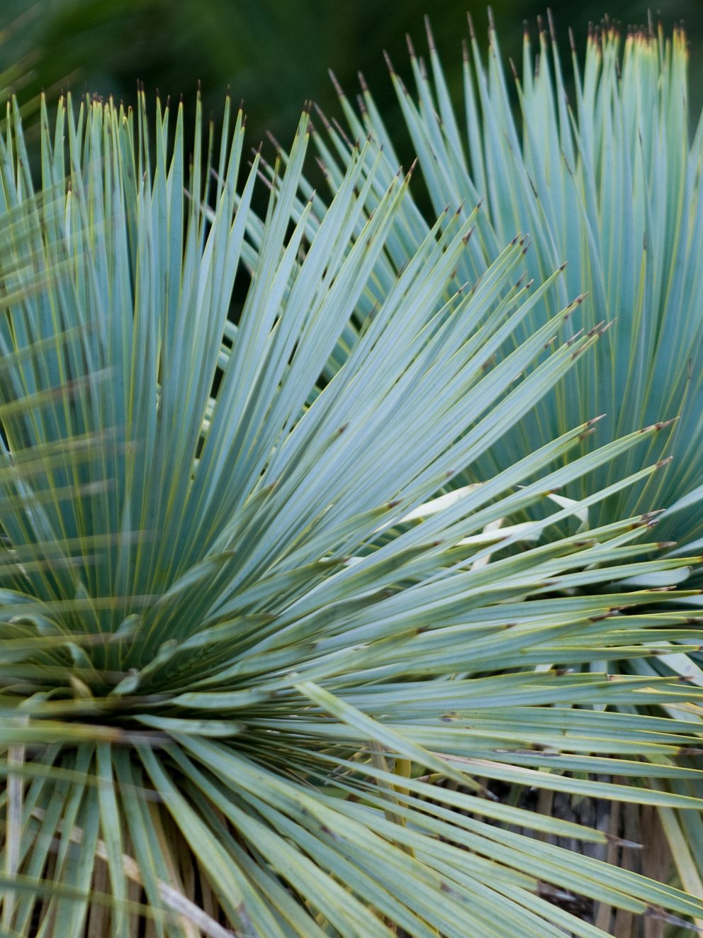 We have never purchased plants online before as we were afraid of damage. My wife particularly wanted a Yucca Rostrata having seen them in Australia. We were very impressed with the quality of the plant we received. Strong, tall, sturdy and looking very healthy. 