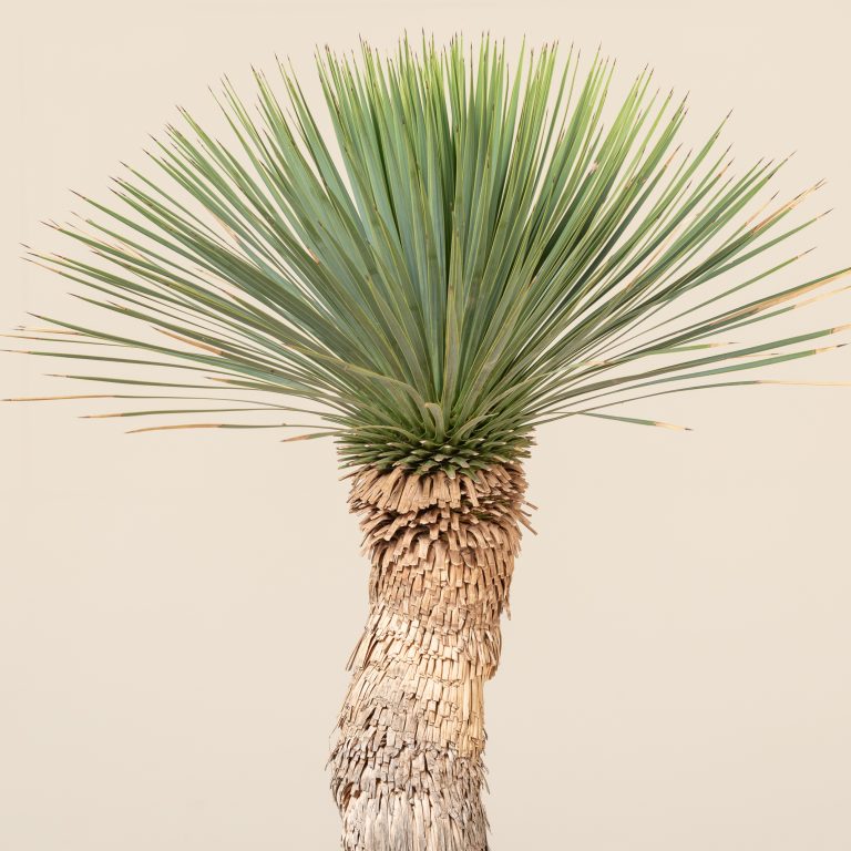 Yucca rostrata