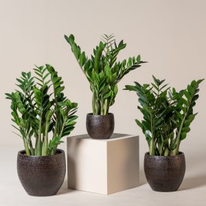 Zamioculcas zamiifolia