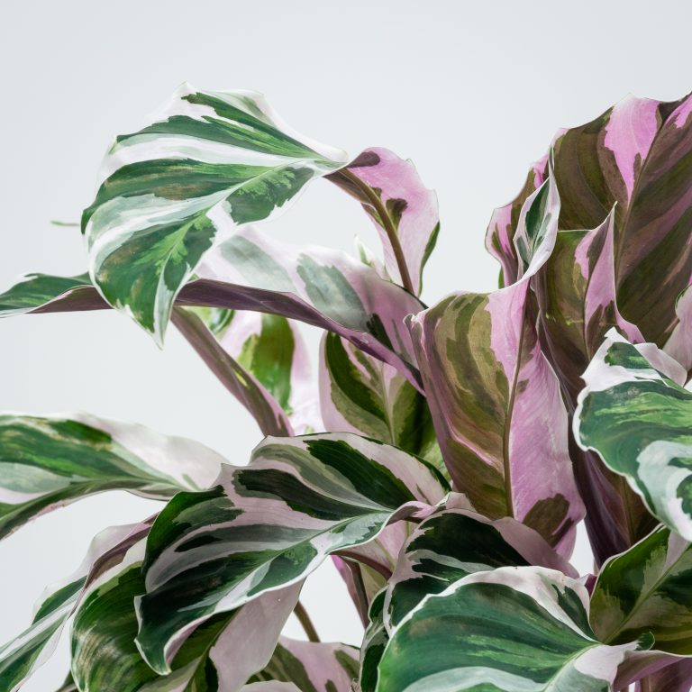 Calathea leitzei ‘Fusion White’
