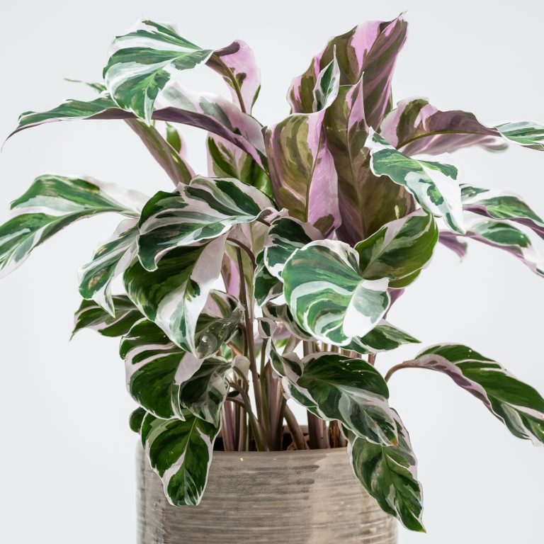 Propagation
