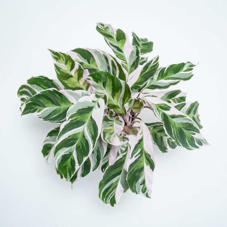 Why Prayer Plants 'Pray'