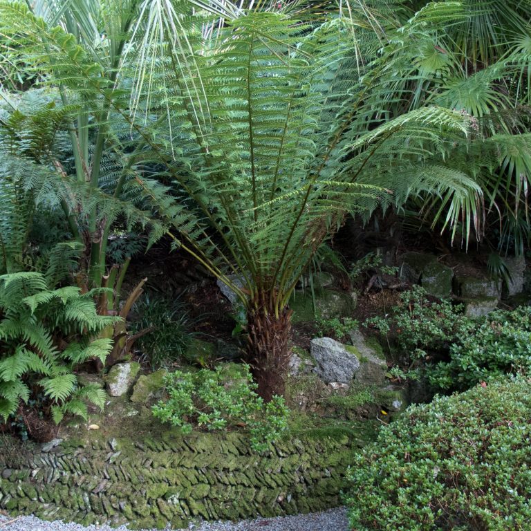 【Tree fern】 Cyathea cooperi var dealbata - Large Silver Tree Fern