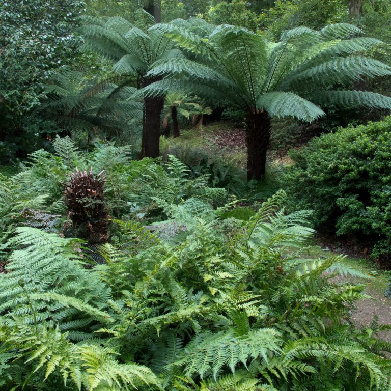 Additional Tips for Overwintering Dicksonia antarctica