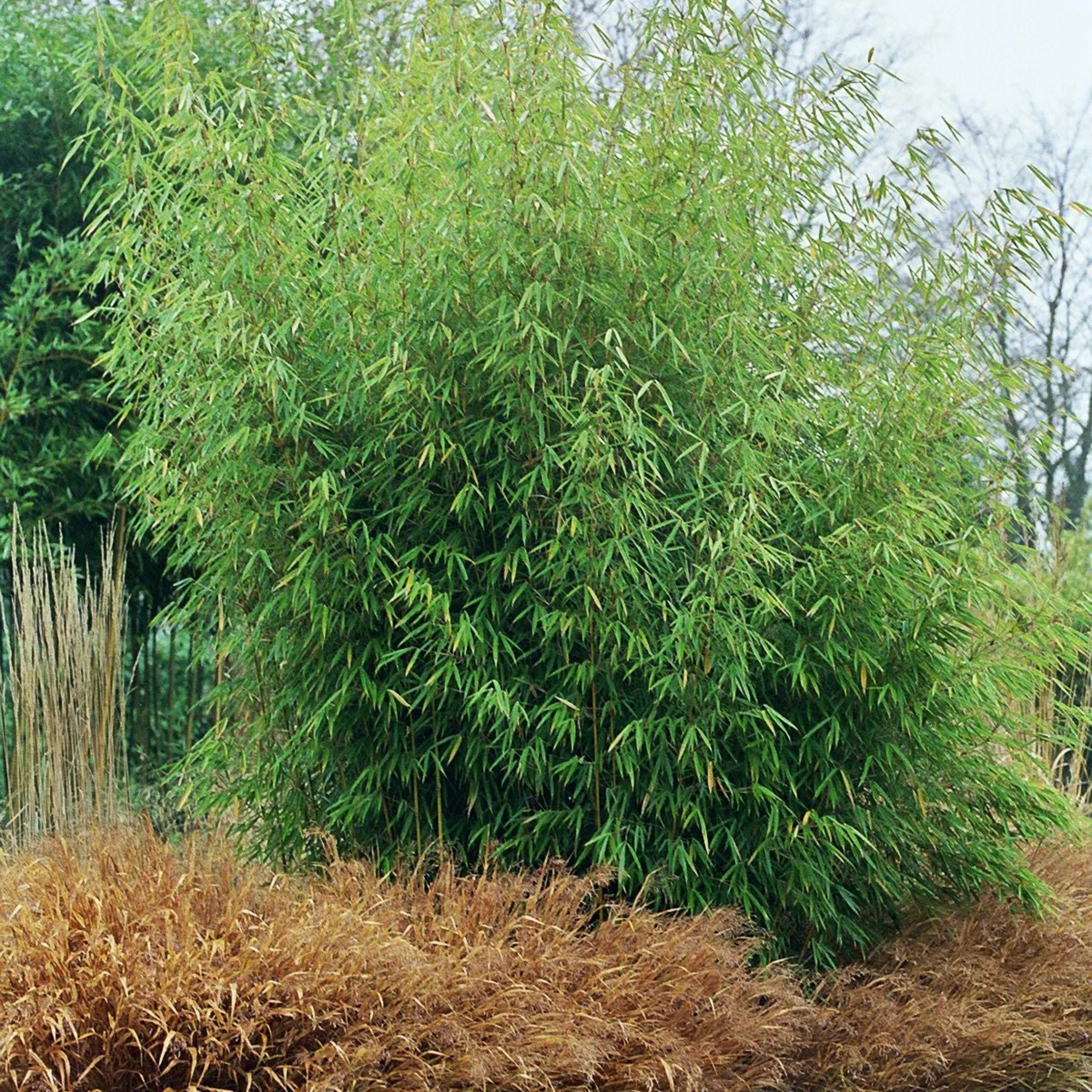 How to use Bamboo as a screening plant | The Palm Centre