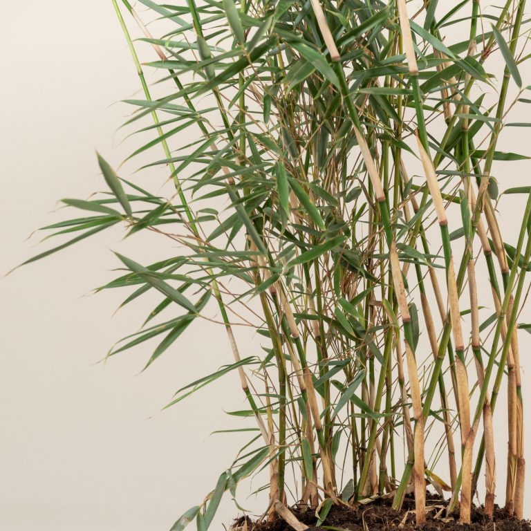 Fargesia robusta 'Campbell' | The Palm Centre