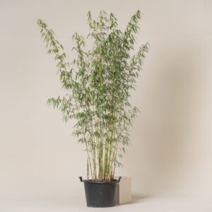 Fargesia robusta 'Campbell'