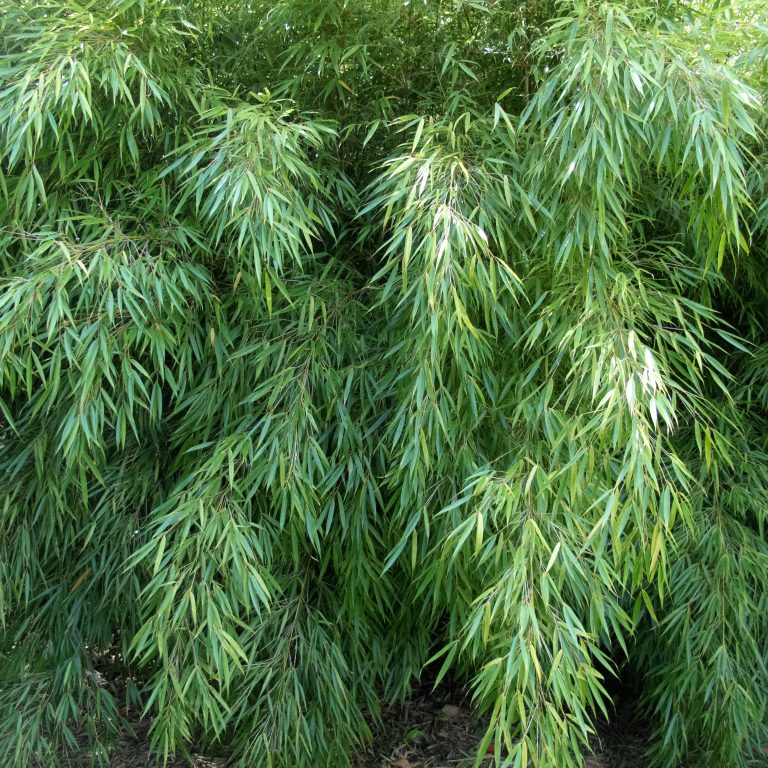 Fargesia robusta 'Campbell' | The Palm Centre