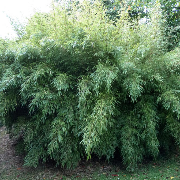 Can I plant bamboo close to a wall?
