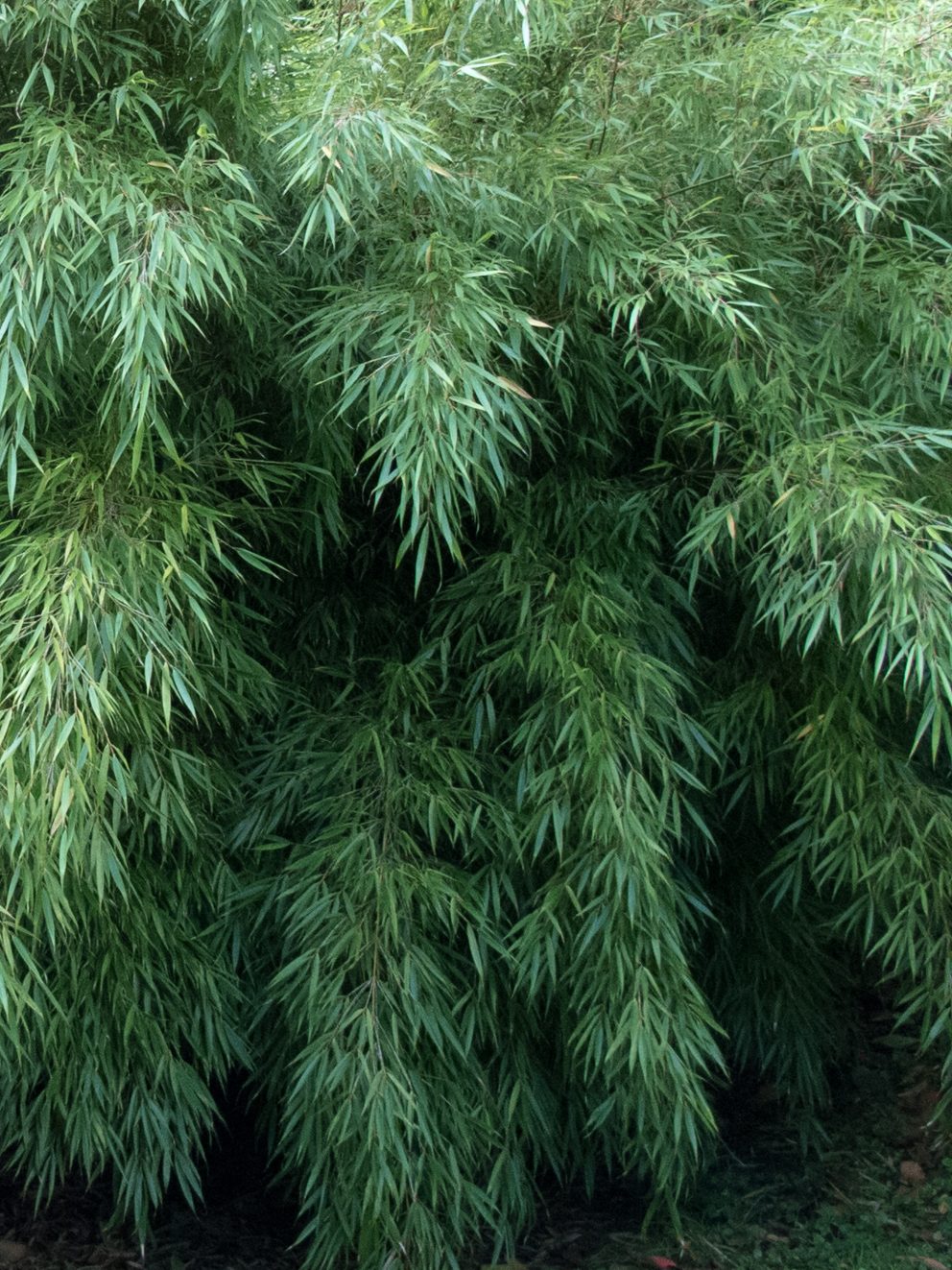 Fargesia robusta 'Campbell' | The Palm Centre