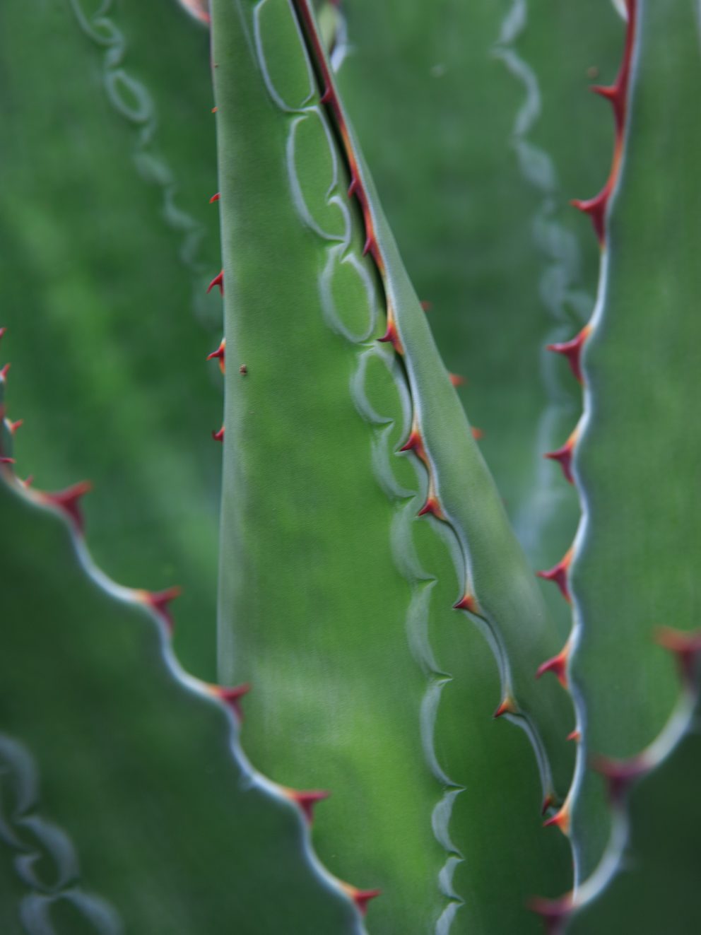 As an amateur gardener with no experience of growing Arid plants, I was grateful to receive excellent advice over the phone from Toby in advance of our visit. Easy to find a helpful member of staff who gave us clear directions on where to find an Agave Montana.