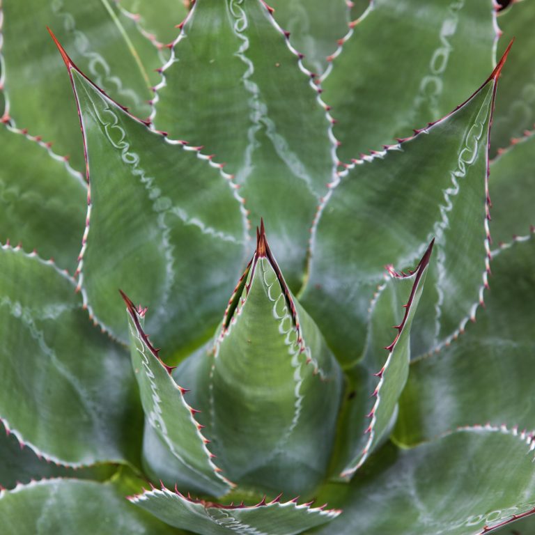 Agave montana | The Palm Centre