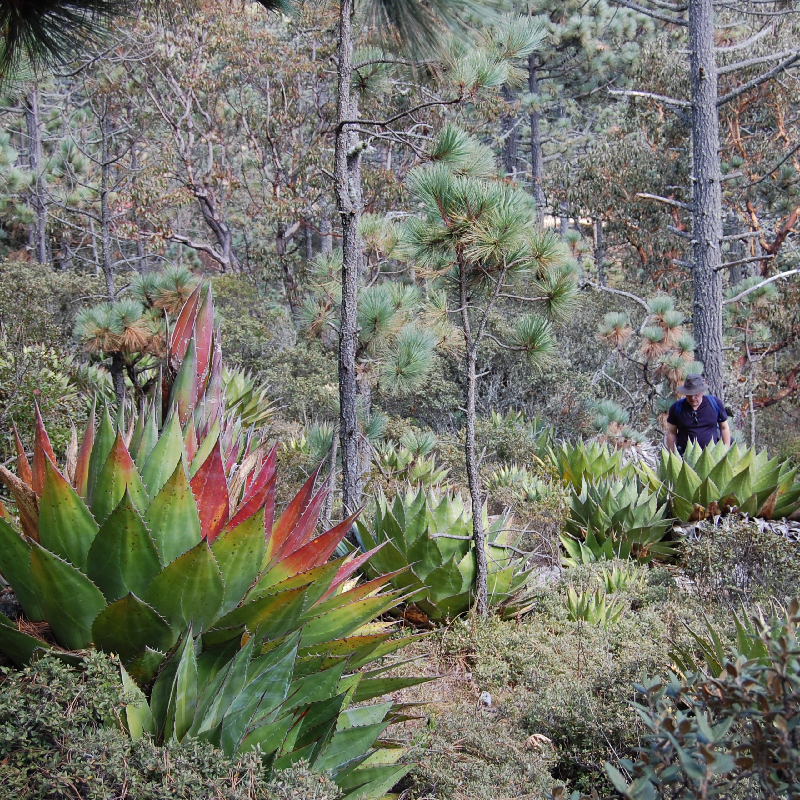 Agave montana | The Palm Centre