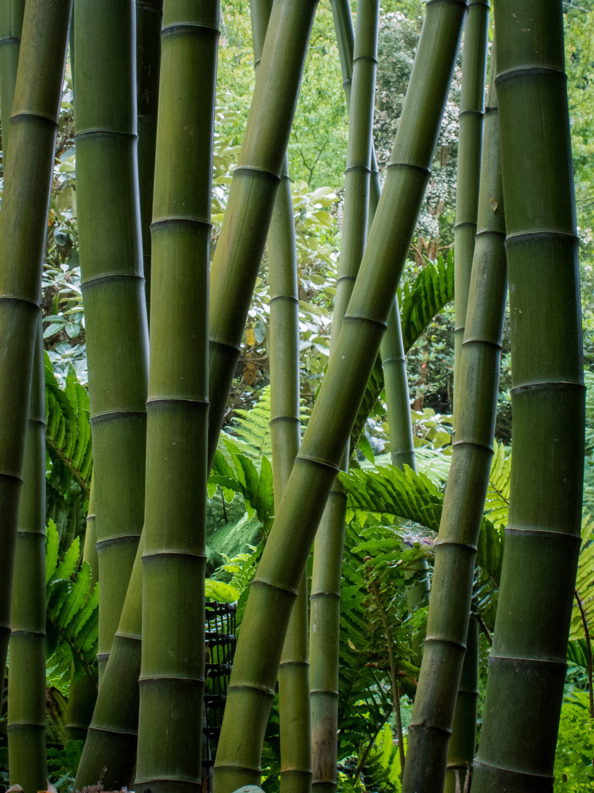 Bamboo plants for sale in UK | The Palm Centre