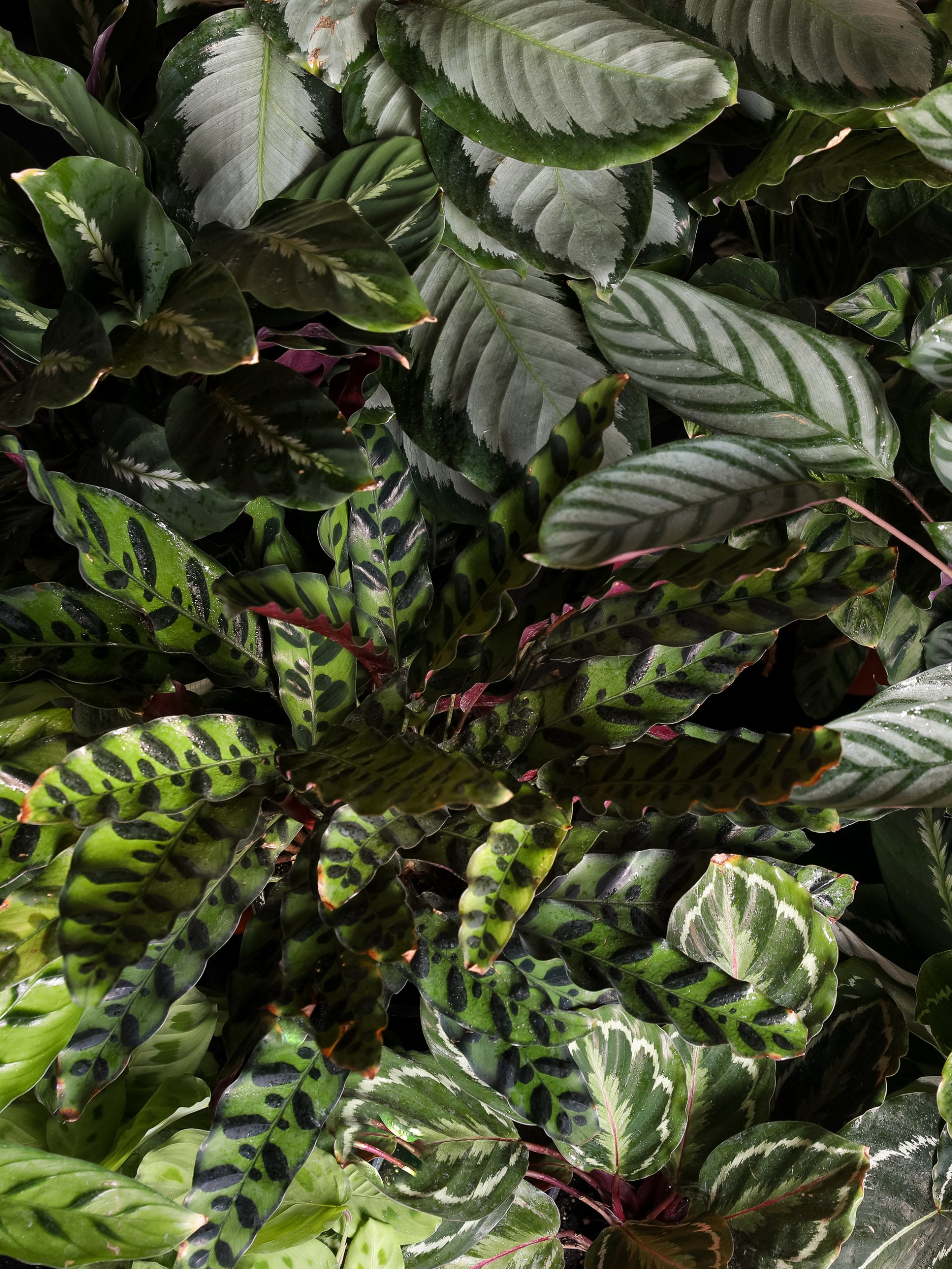 Calathea