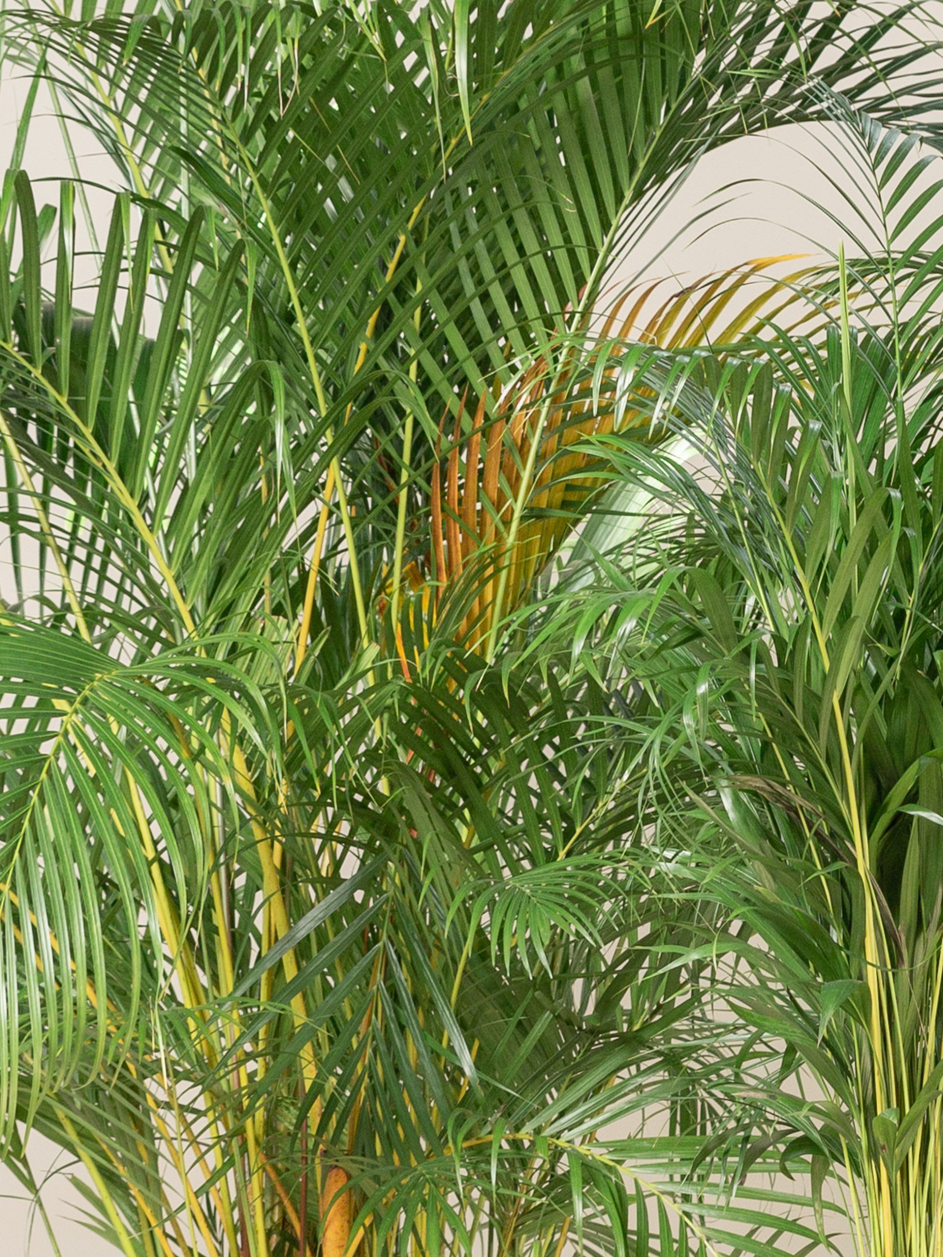 Indoor palm trees for sale The Palm Centre Indoor palm trees for sale The Palm Centre