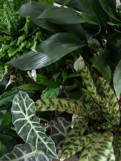 Indoor plants