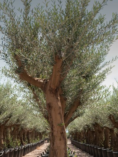 Olive trees