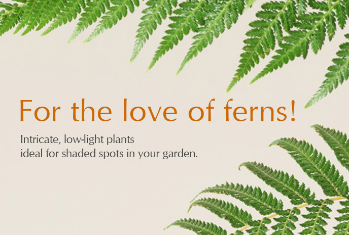 Shop evergreen outdoor ferns, ideal for shaded spots in your garden