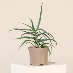 Aloe striatula