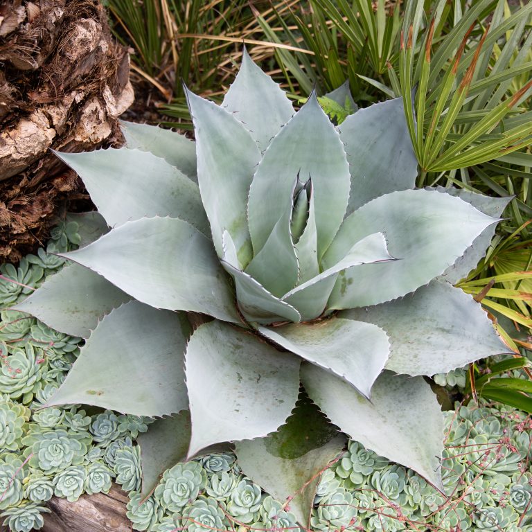 アガベ Agave ovatifolia 'Awakening Angel' 202 Agave ovatifolia | The Palm Centre