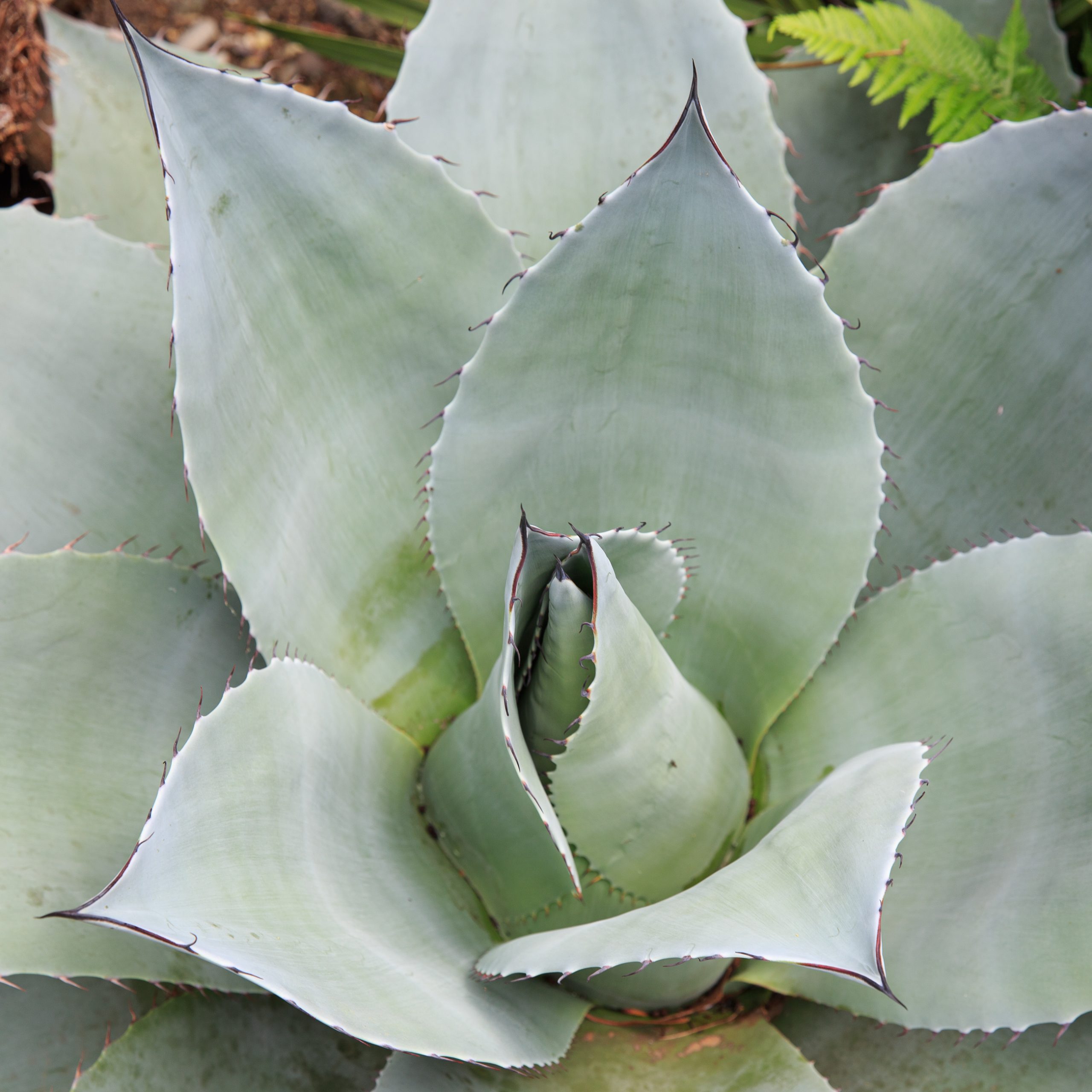 Agave ovatifolia 'Cameo' 93 【公式通販】