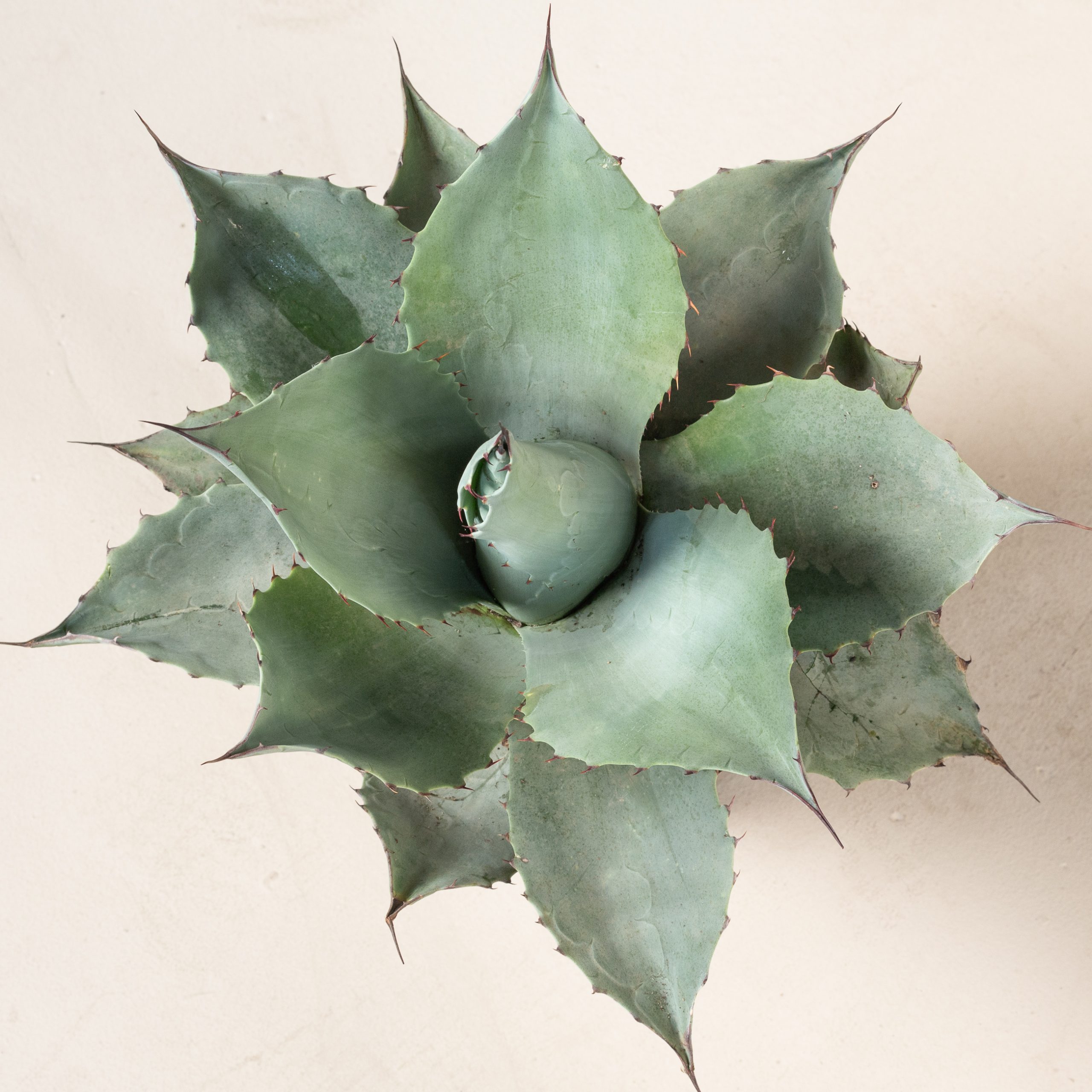 Agave ovatifolia | The Palm Centre