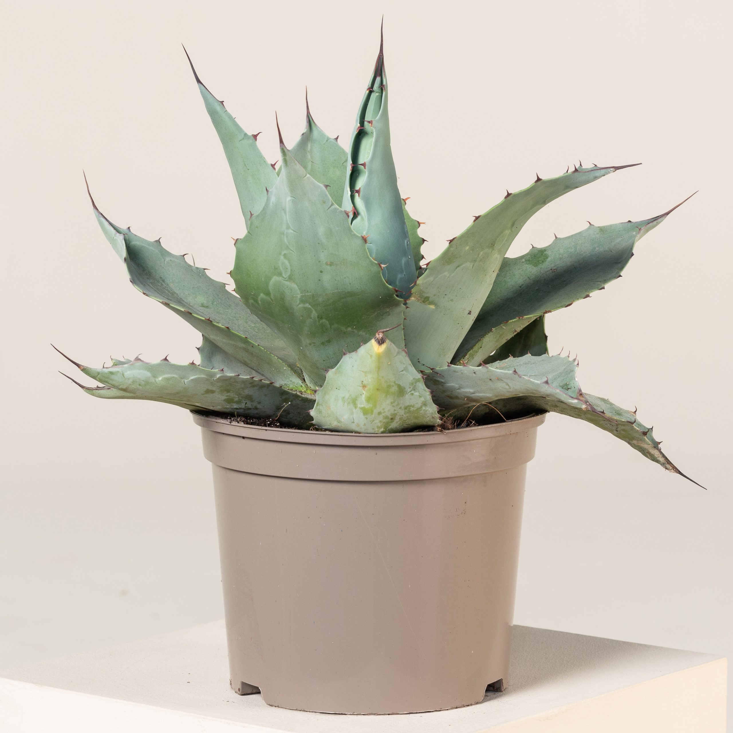 アガベ Agave ovatifolia 'Kraken' 92 Awaken the Kraken - Juniper Level Botanic Garden