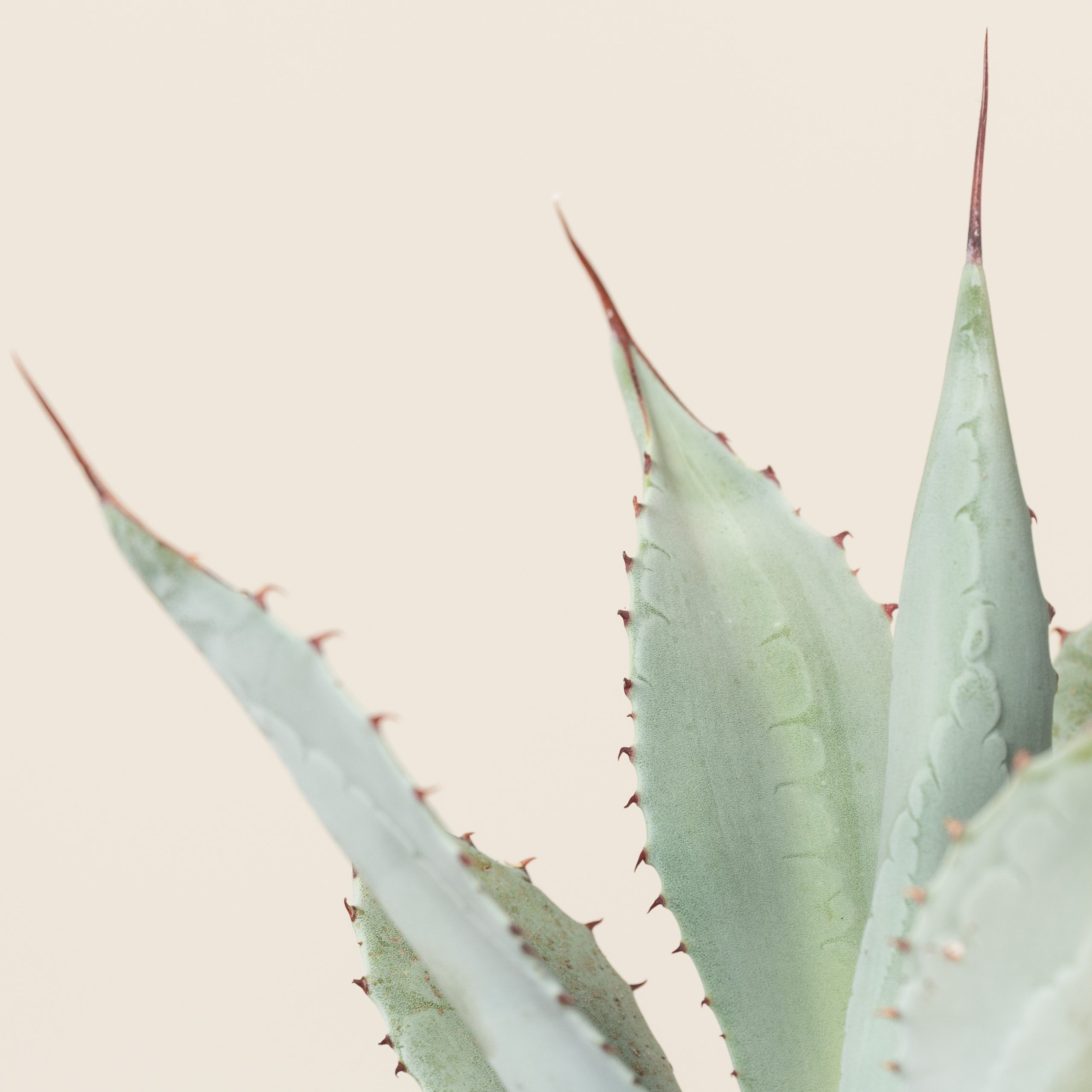 Agave parryi var. huachusensis - Image 2