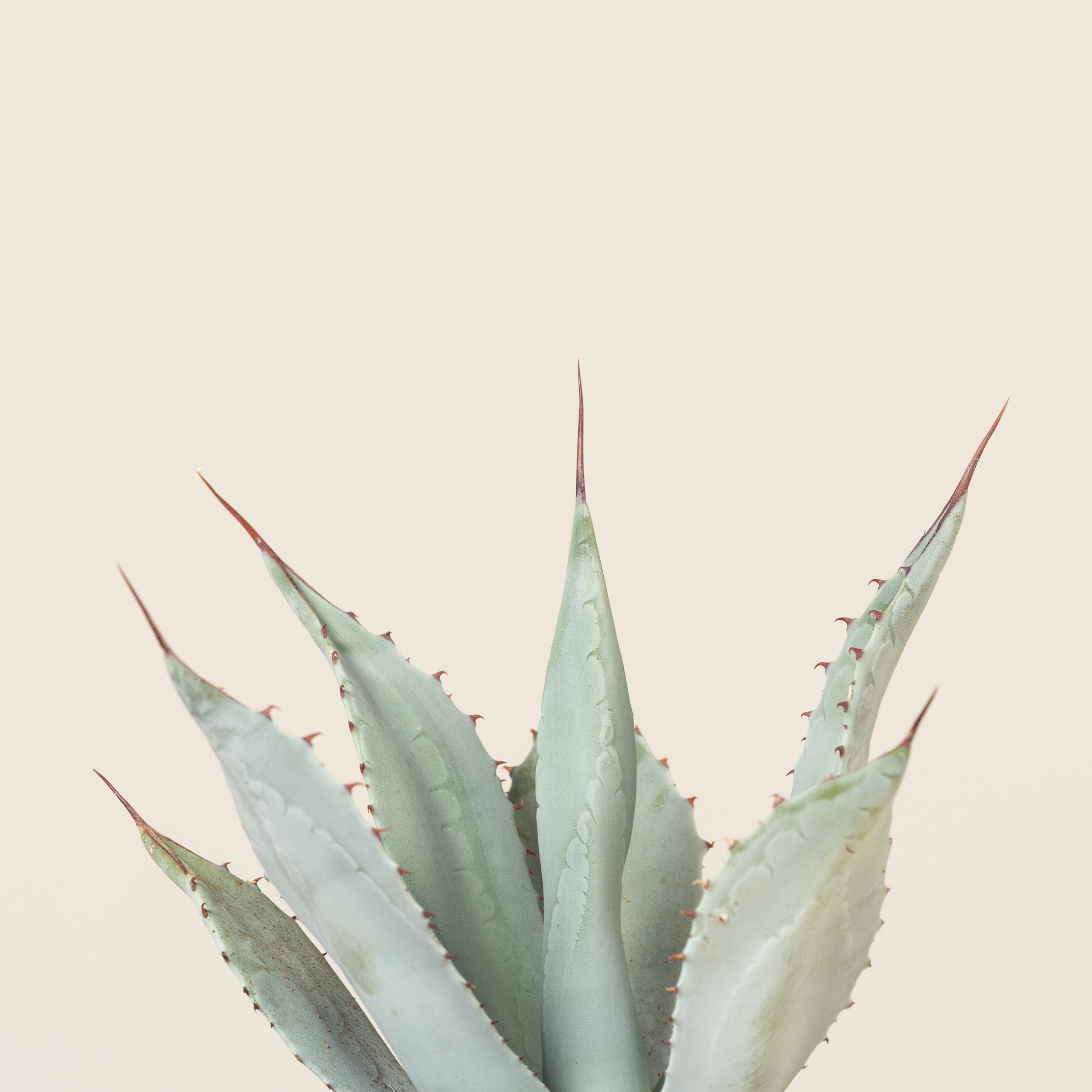 Agave parryi var. huachusensis | The Palm Centre